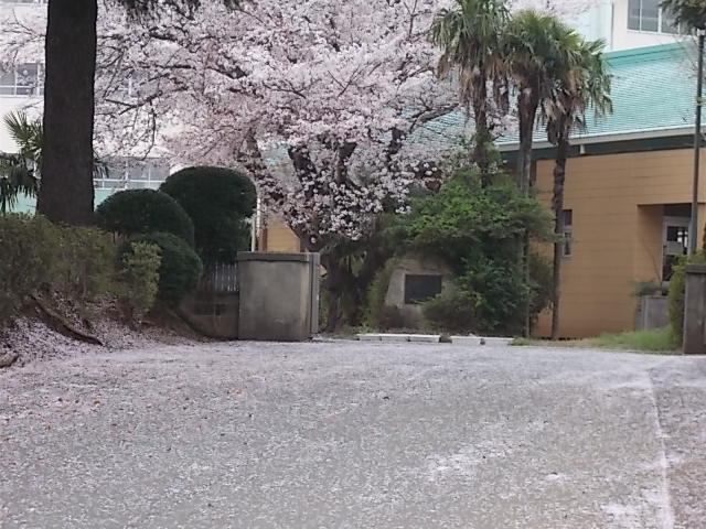 興坪だより 二中玄関前 桜 吹雪。お地蔵さんの「桜」満開。